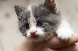 article-new-ehow-images-a05-ne-ag-prepare-cat-new-kitten-800x800