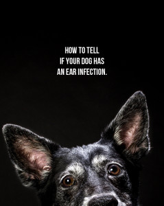 pawsh-magazine-dog-ear-infection-1
