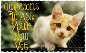 Questions-To-Ask-Your-New-Vet-600x374