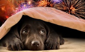 pets & fireworks