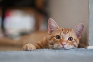 Urinary tract health for your cat