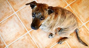 house-trained dog still poops inside