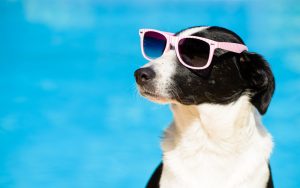 protect your pet from the heat