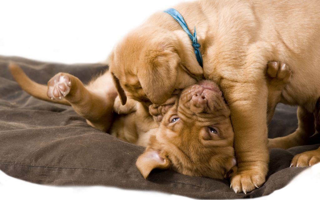 What To Do If Your Dog Gets Into A Fight With Another Dog Olsen Vet