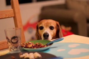Keep Your Pets Away from the Table This Thanksgiving