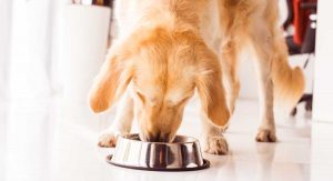 Should You Eliminate Grain-Free Food From Your Dog's Diet