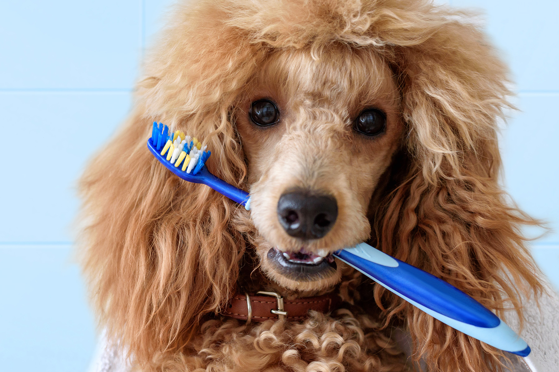 When And How To Brush Your Dog s Teeth Olsen Veterinary Clinic