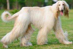 long haired dog
