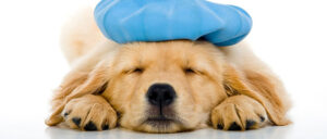 canine influenza