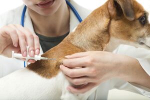 reasons to microchip your dog