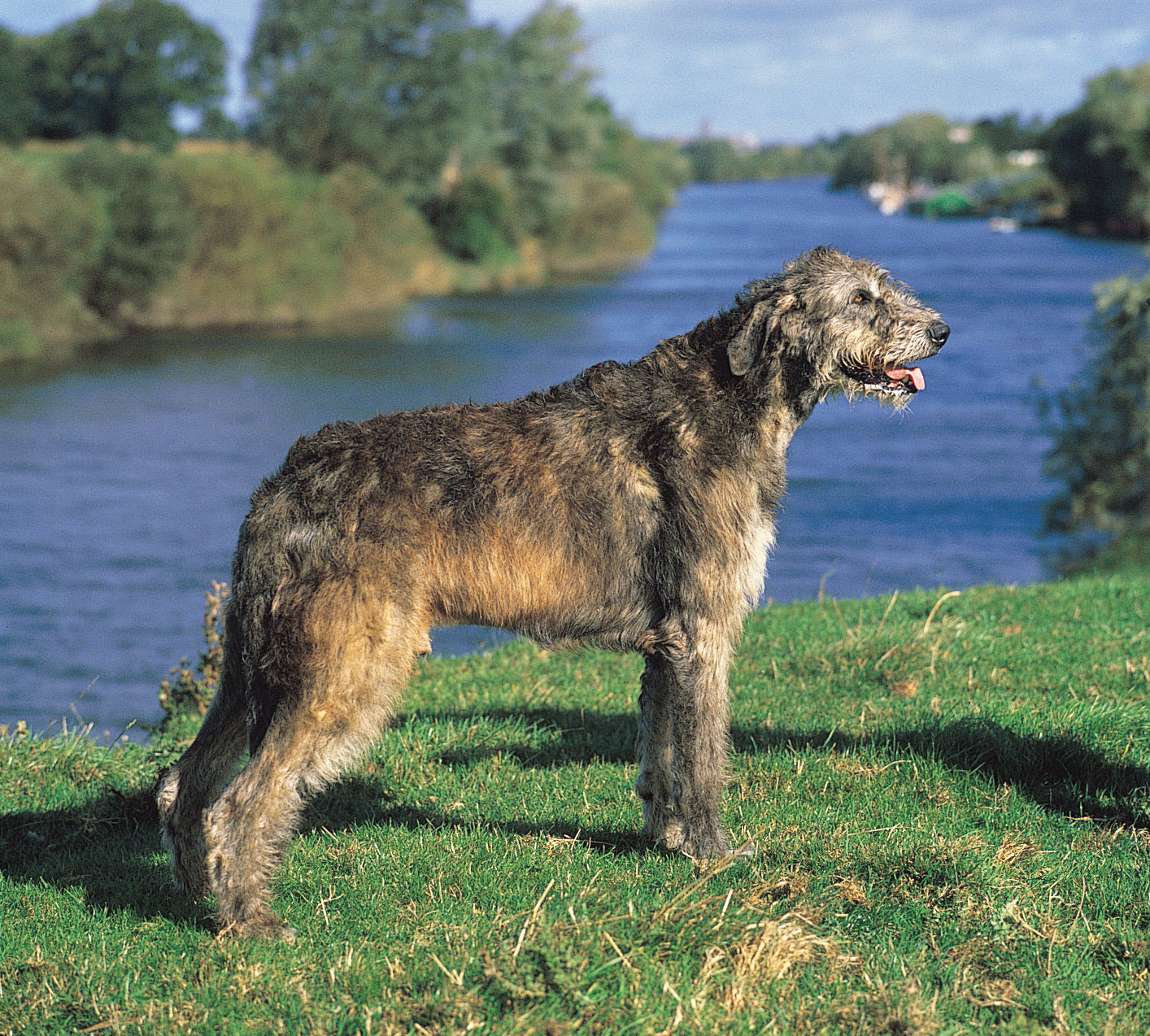 Dr Olsen s Breed Spotlight The Irish Wolfhound Olsen Veterinary Clinic