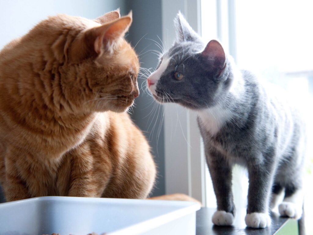 Introducing Your Cat To A Newly Adopted Cat 6 Tips for Success