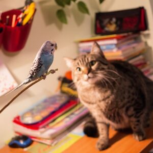 Can Cats and Birds Cohabitate?