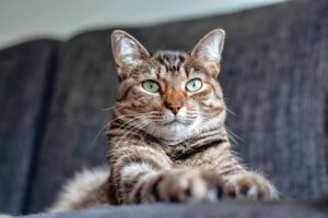 cat safety tips