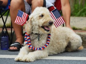 Keep Your Pets Safe this Independence Day