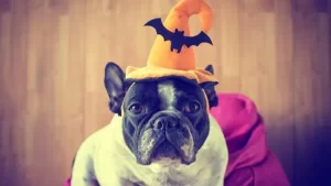 12 Tips for Safe Pet Costumes This Halloween