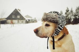 Keep Your Dog Safe in the Snow