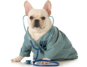 pet health myths