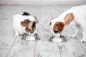 nutritional tips for pets