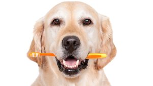 Pet Dental Health 