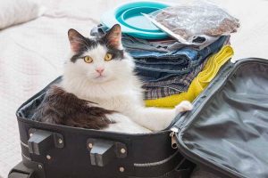 Tips for Traveling with Pets