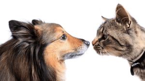 Addressing Common Pet Behavioral Issues