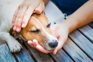 How to Identify Signs of Pain in Pets