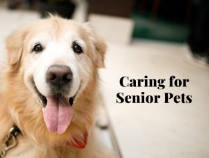 Senior Pet Care