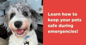 Emergency Preparedness for Pet Owners