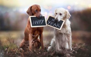 New Year, New Pet Resolutions: Keeping Your Pet Healthy in 2025