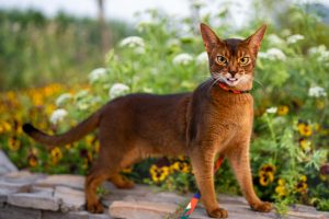Abyssinian Cats