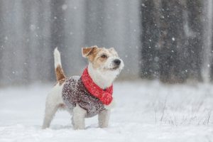 Winter Care for Pets