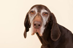 Subtle Signs of Aging in Pets