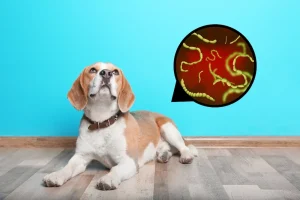 Parasites You Don’t See: Understanding Intestinal Worms in Pets