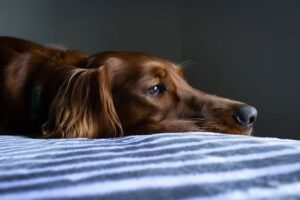 pet mental health
