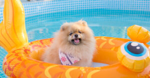 Water Safety for Pets