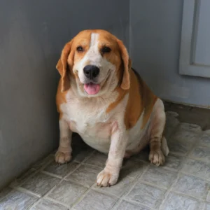 Understanding Pet Obesity