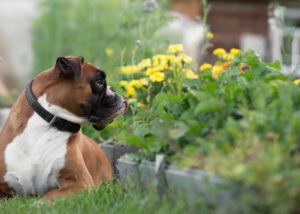 Backyard Dangers You Didn't Know Were Toxic to Pets