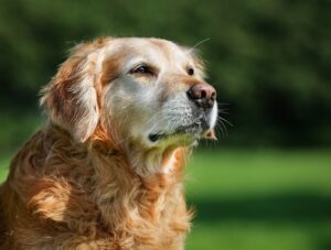 senior pets